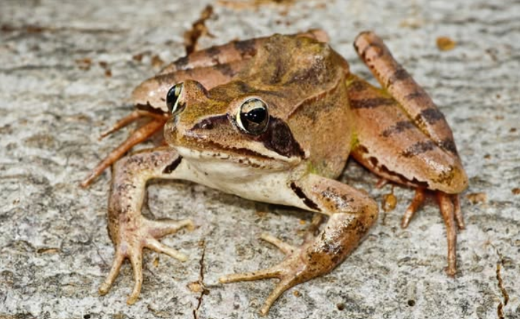 Rana dalmatina