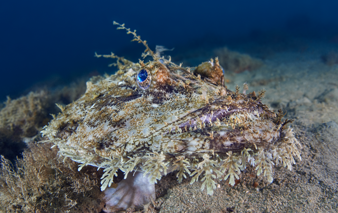 Rana pescatrice