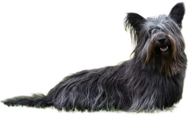 Skye Terrier
