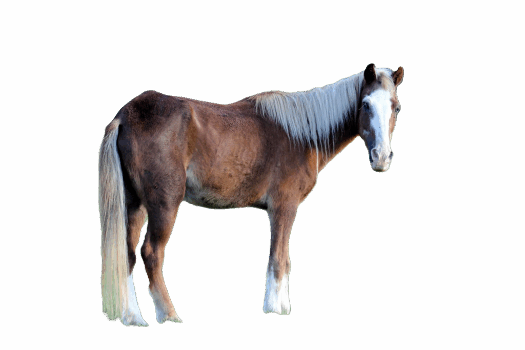 Pony dell'Isola di Sable