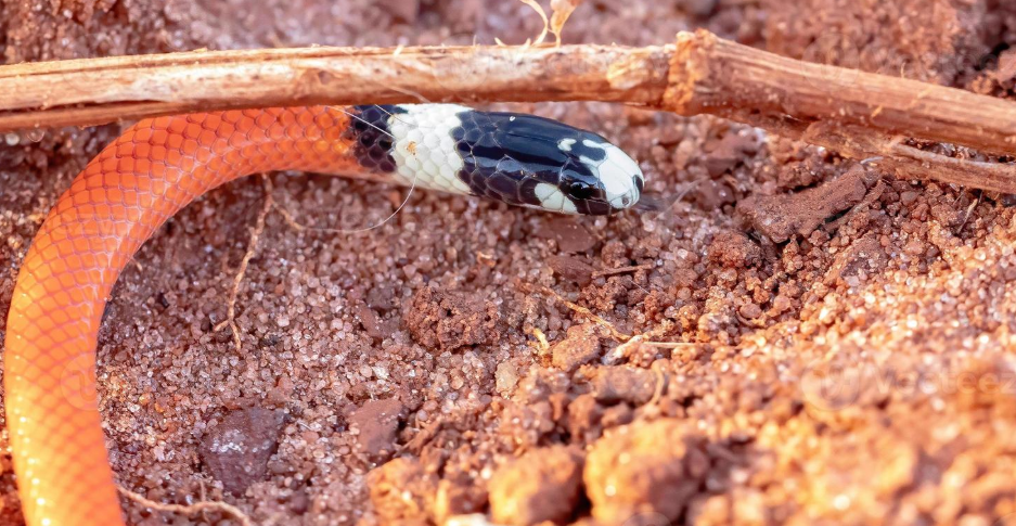 Serpente scavatore