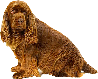 Sussex Spaniel
