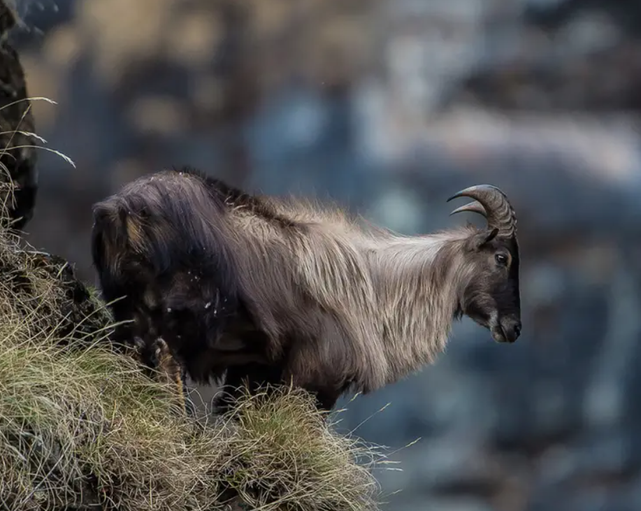 Tahr dell’Himalaya