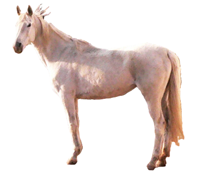 Cavallo Terek