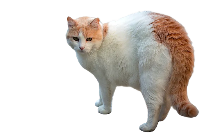 Turkish Van