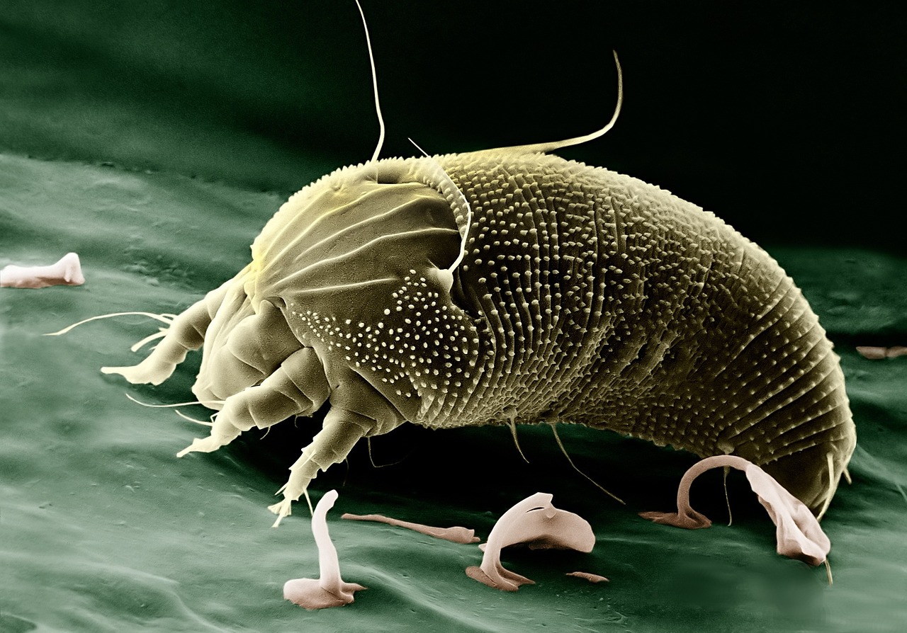 Acari Acari