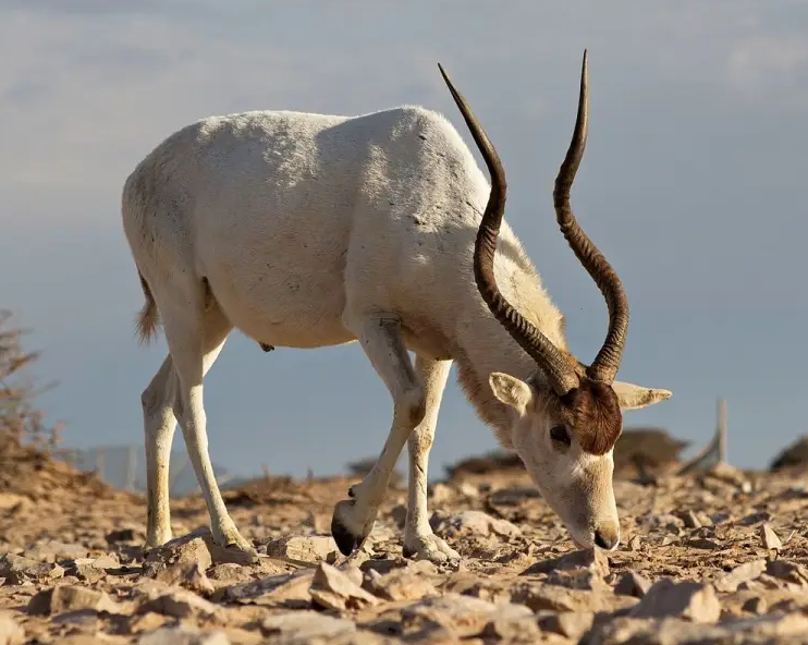 Antilope Addax Antilope Addax