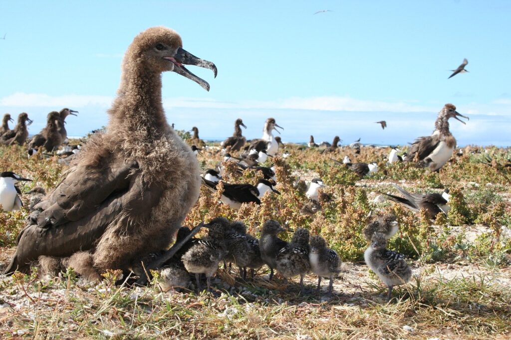 Albatros