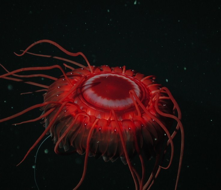 Medusa Atolla