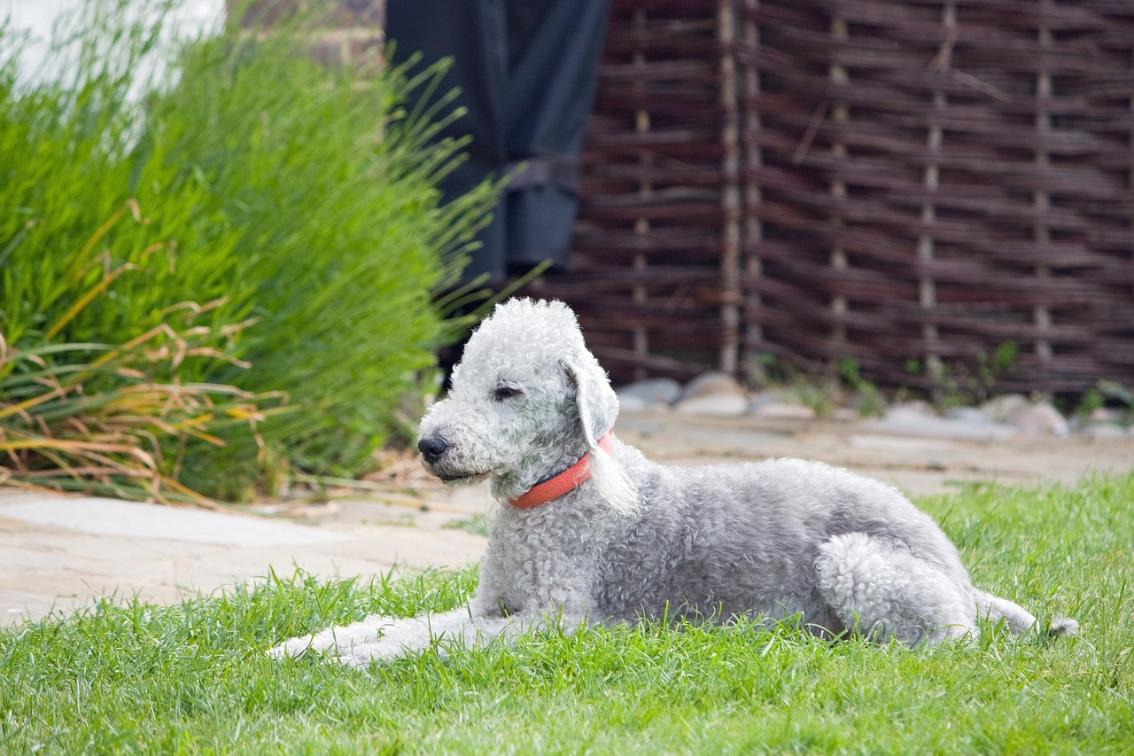 Bedlington Terrier Bedlington Terrier