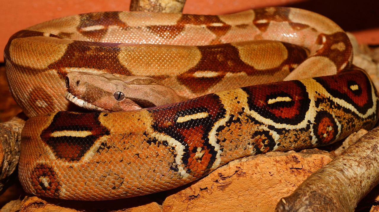 Boa costrittore Boa costrittore