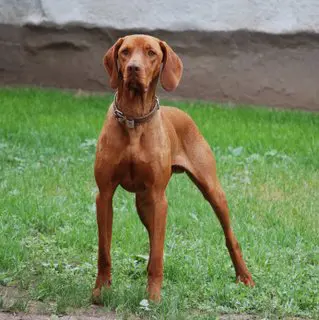 bracco ungherese.jpg