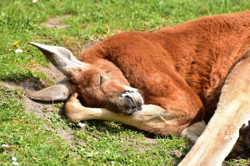 Canguro rosso