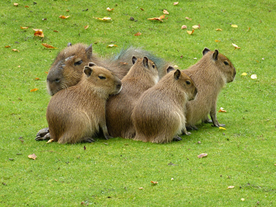 Capibara