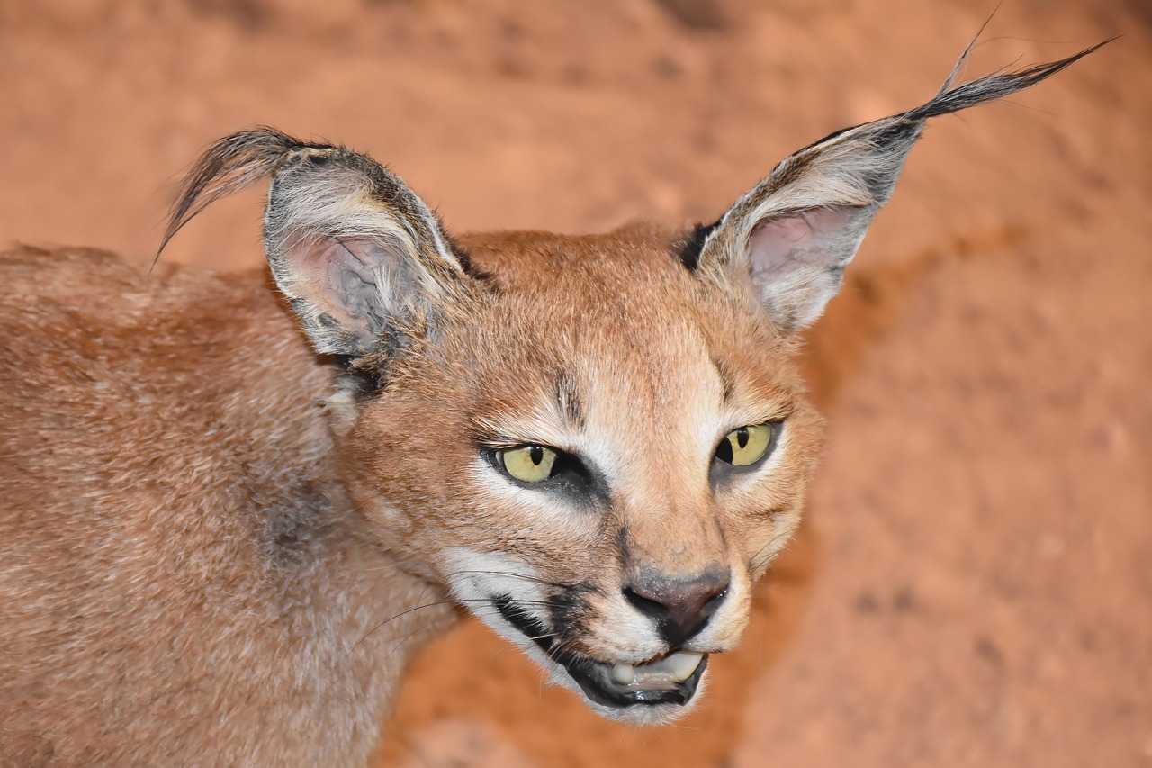 caracal 2