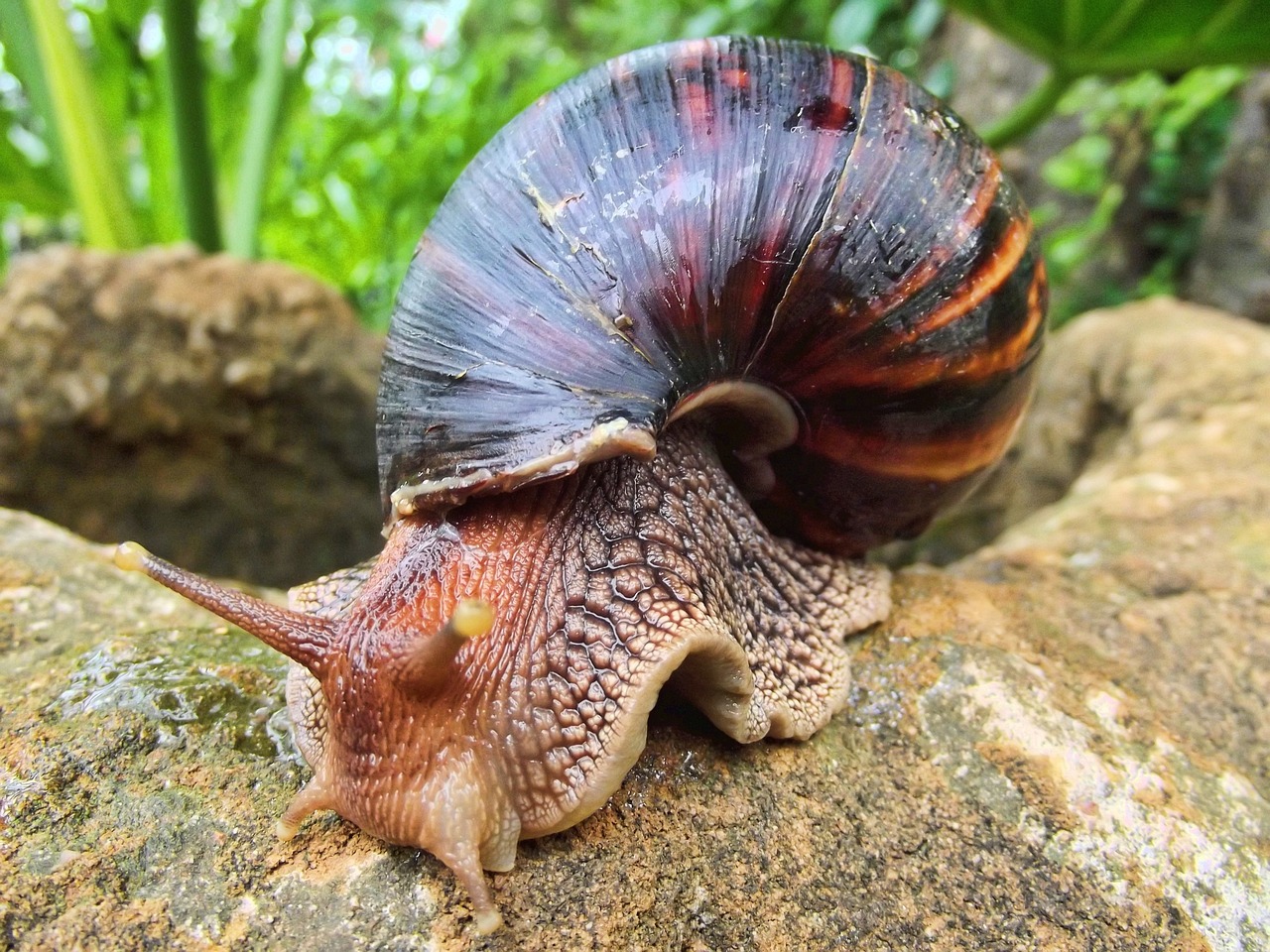 Chiocciola gigante africana Chiocciola gigante africana