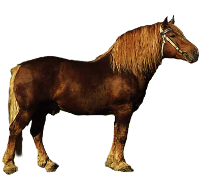 Cavallo Sovietico da tiro