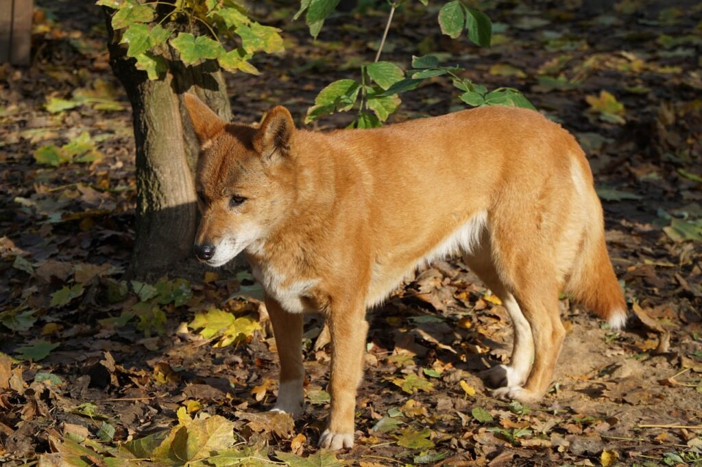 Dingo