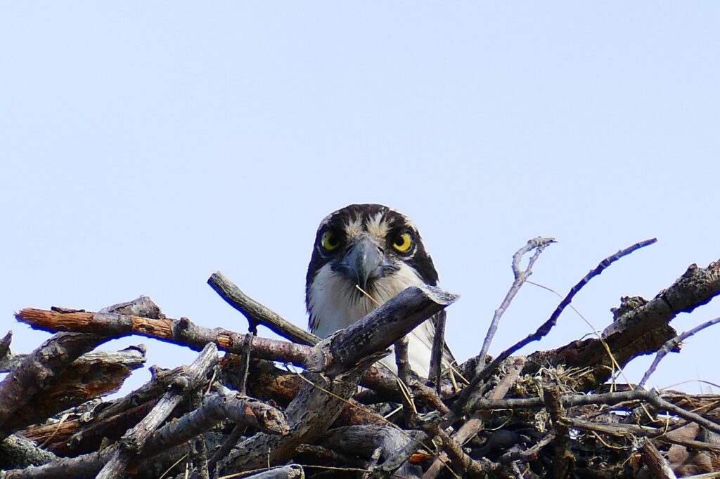 Falco pescatore