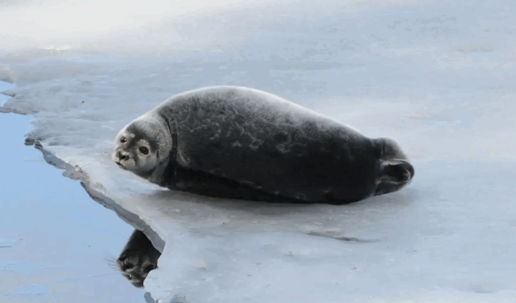 Foca dagli anelli