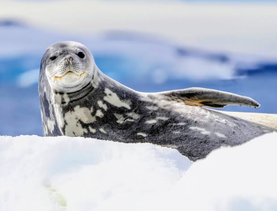 Foca di Weddell