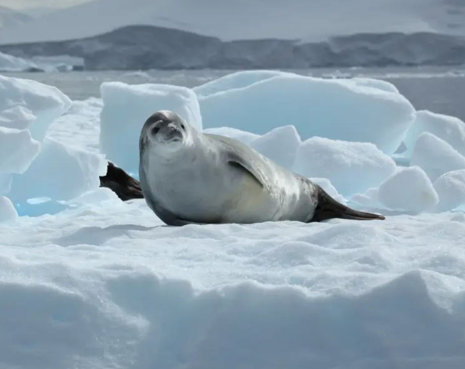 Foca crabeater