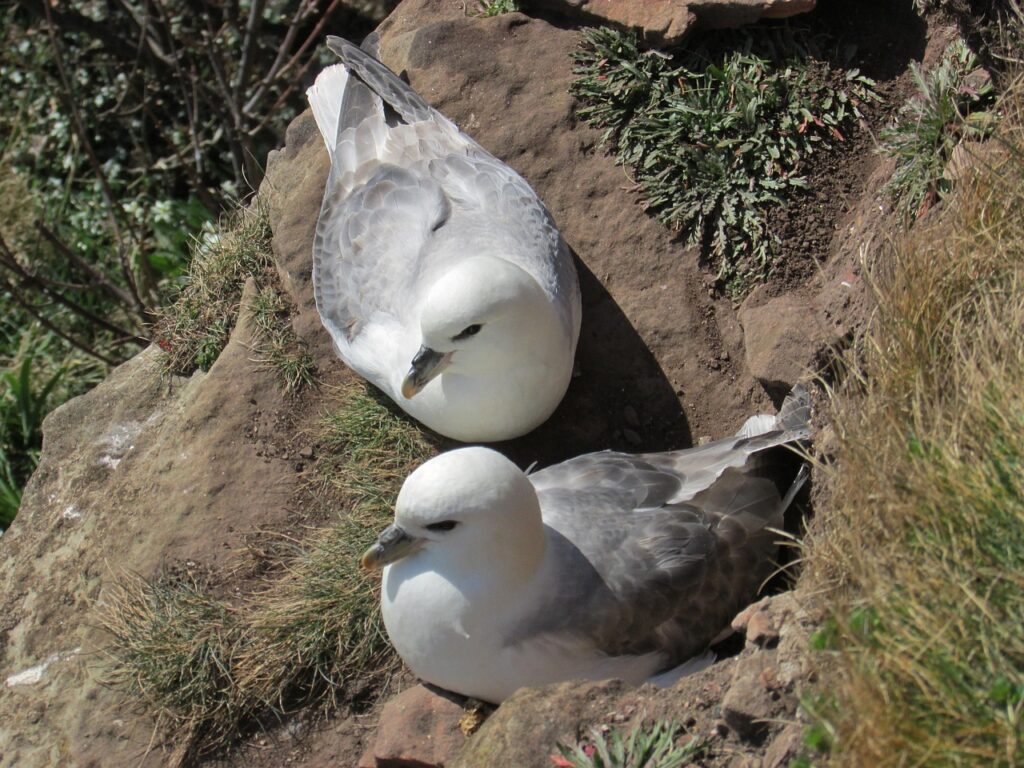 Fulmaro
