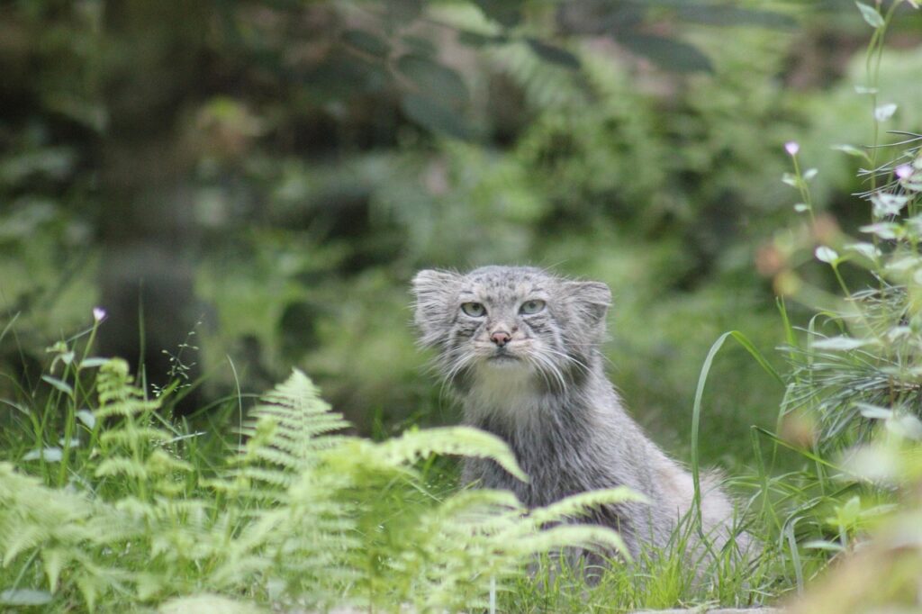 Gatto di Pallas