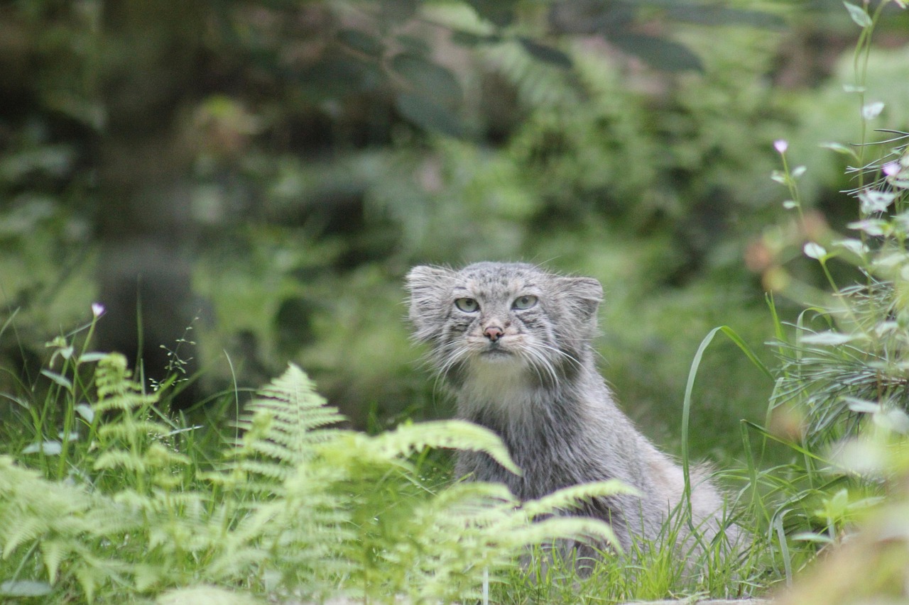 Gatto di Pallas Gatto di Pallas