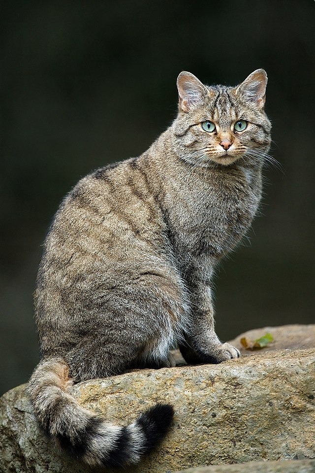 Gatto selvatico eurasiatico