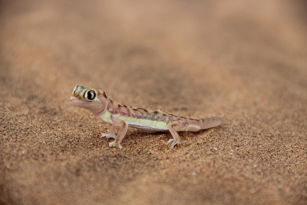 Geco del deserto