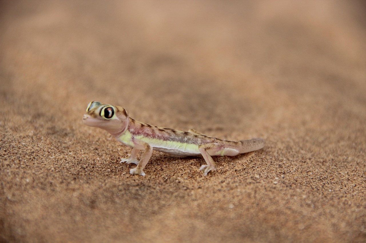 Geco del deserto Geco del deserto