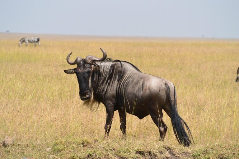 gnu Images High Quality Grahic Gnu - Veterinari.it