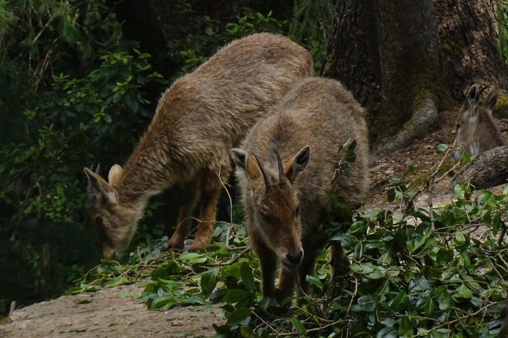 Goral