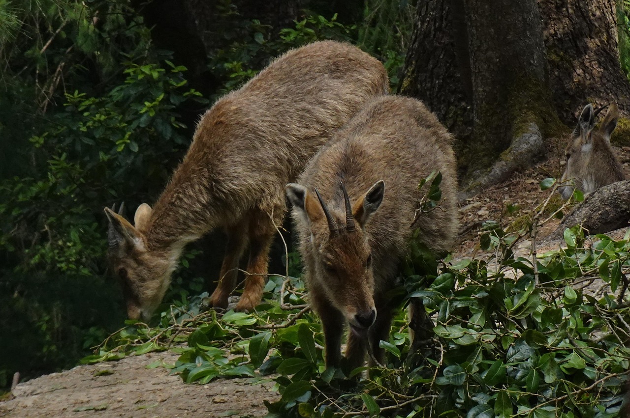 Goral