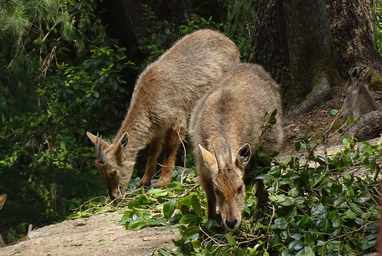goral