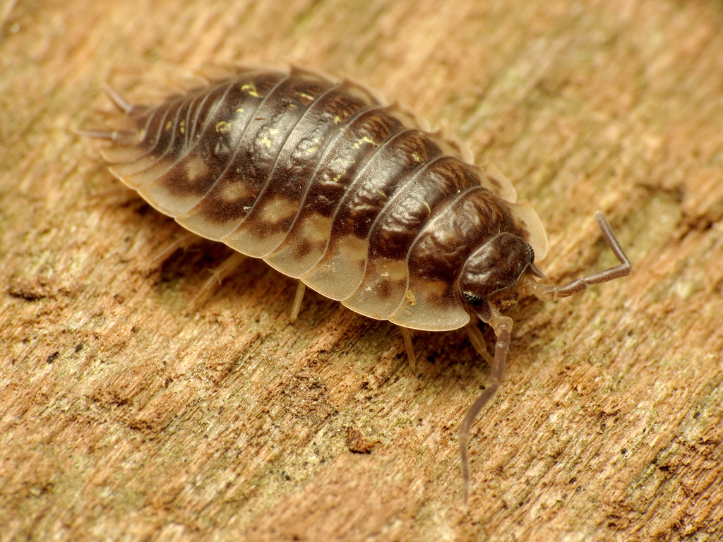 Isopodi