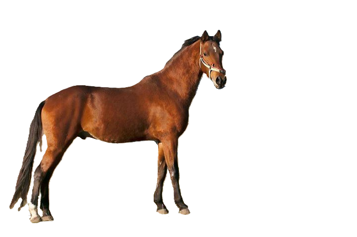 Cavallo Jomud