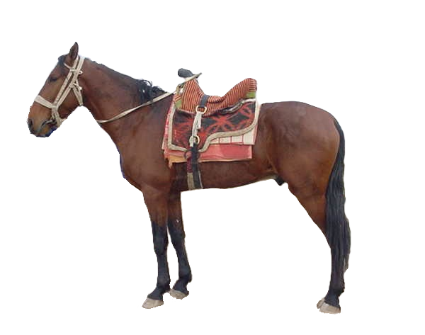 Cavallo Karabair