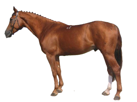 Cavallo Kustanair