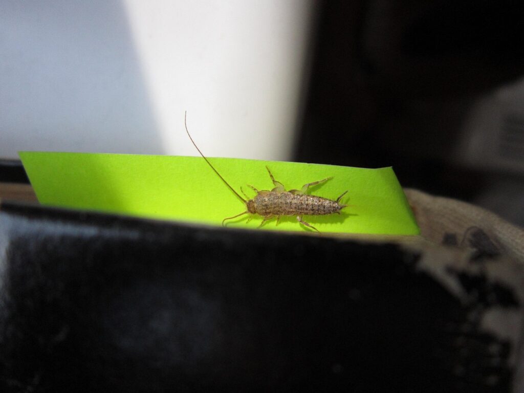 Lepismatidae