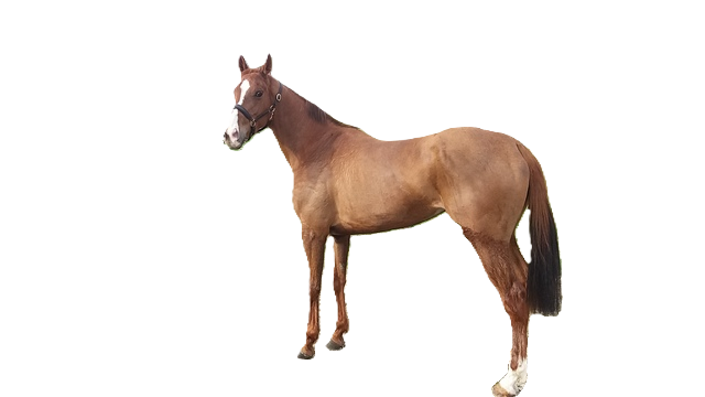 Cavallo Mezzo sangue belga