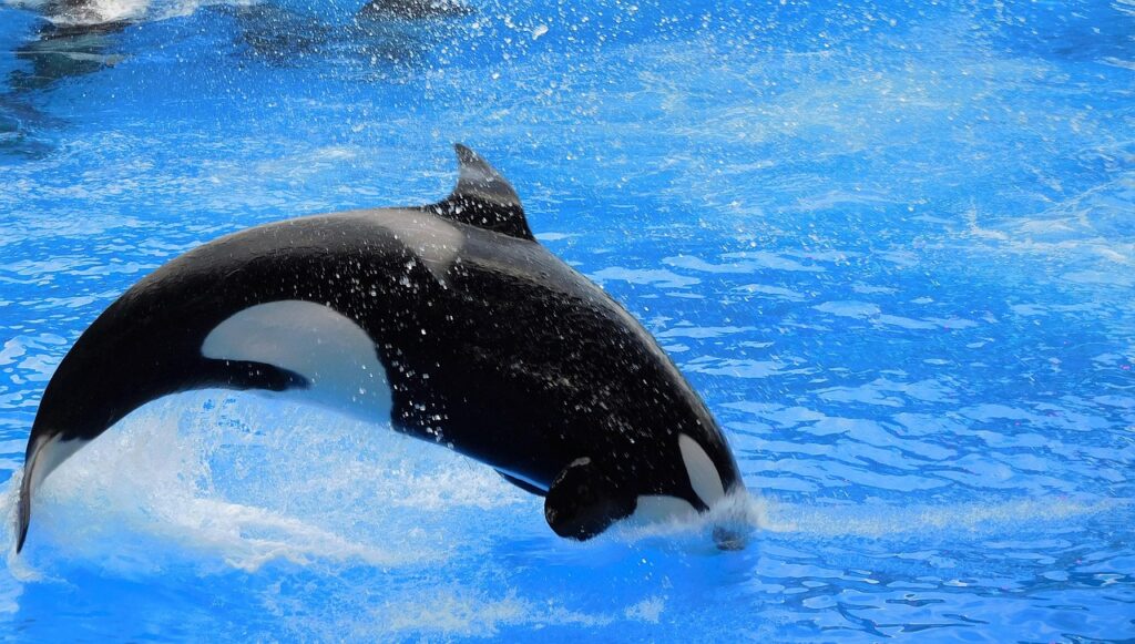 Orca