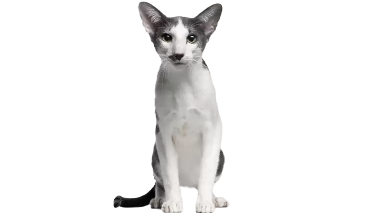 Oriental Bicolor