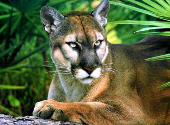 Pantera della Florida