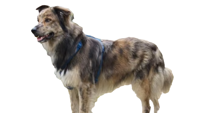 Cane da Pastore d'Oropa