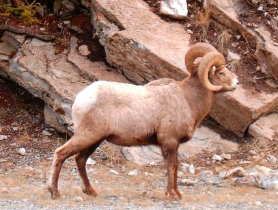 Pecora delle nevi