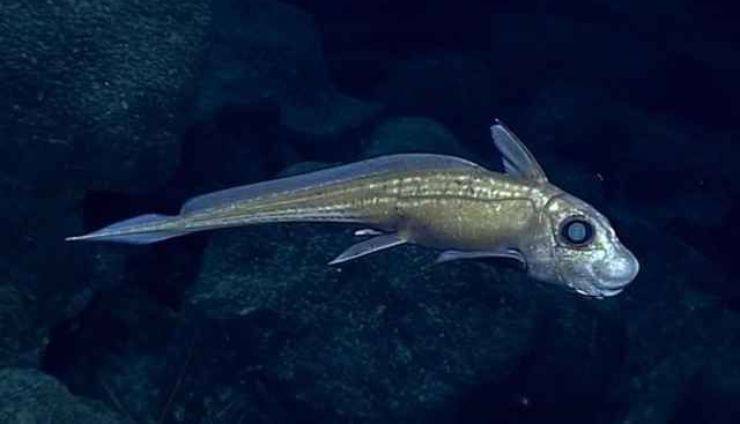 Pesce fantasma binoculare
