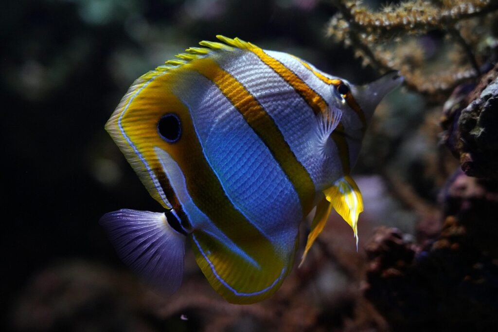 Pesce farfalla