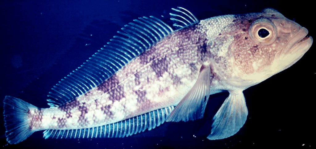 Pesci Notothenioidei